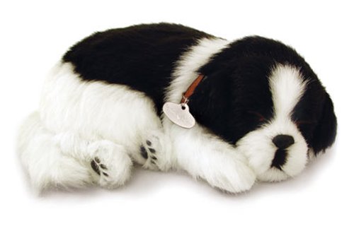 Border Collie que Respira como Filhote de Verdade