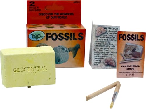Kits de Escavação de Fósseis ou Minerais